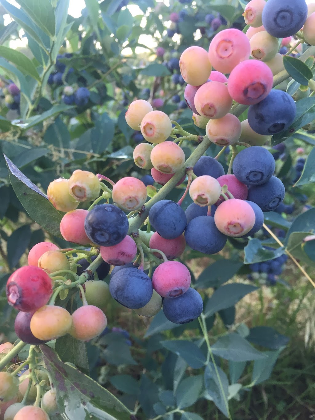 Blue Tongue Berries | cafe | 445 Northwood Rd, Seymour VIC 3660, Australia | 0403831520 OR +61 403 831 520