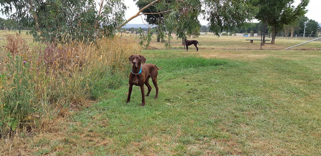 A.C.T. Companion Dog Club | Jerrabomberra Ave & Narrabundah Ln, Symonston ACT 2609, Australia | Phone: (02) 6295 7764