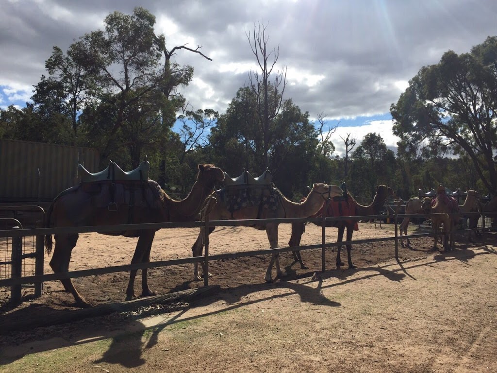 Calamunnda Camel Farm | zoo | 361 Paulls Valley Rd, Paulls Valley WA 6076, Australia | 0892931156 OR +61 8 9293 1156