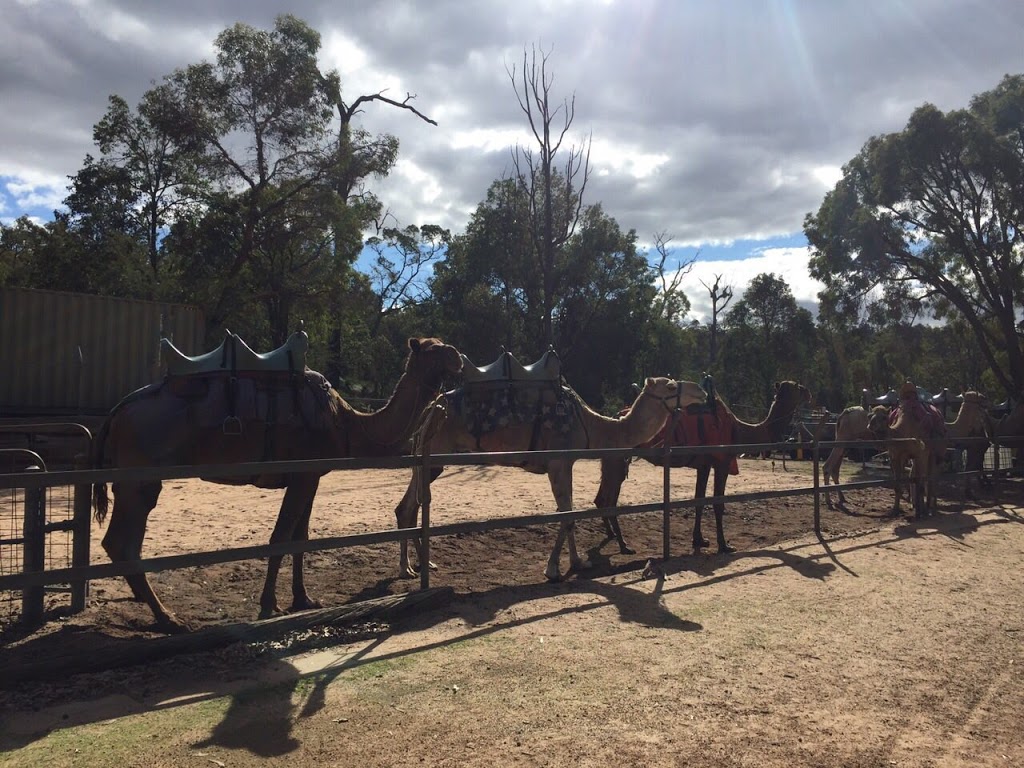 Calamunnda Camel Farm | 361 Paulls Valley Rd, Paulls Valley WA 6076, Australia | Phone: (08) 9293 1156