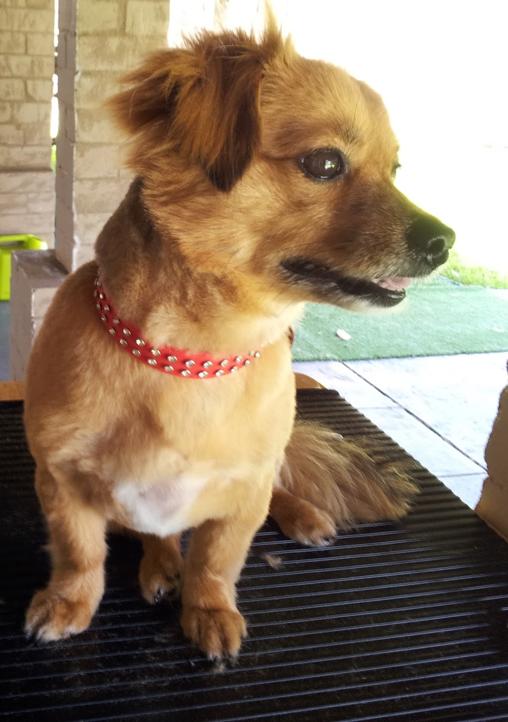 Fuzzy Pupz Dog Grooming | 161B The Round Dr, Avoca Beach NSW 2251, Australia | Phone: 0434 696 424 Fuzzy Pupz Dog Grooming | 161B The Round Dr, Avoca Beach NSW 2251, Australia | Phone: 0434 696 424