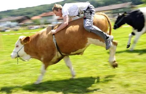 Currumbin District Horse Club | travel agency | 213 Galleon Way, Currumbin Waters QLD 4223, Australia