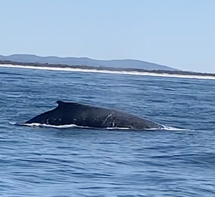 Sun Sailing | tourist attraction | Muriel Henchman Dr, Main Beach QLD 4217, Australia | 0493473409 OR +61 493 473 409