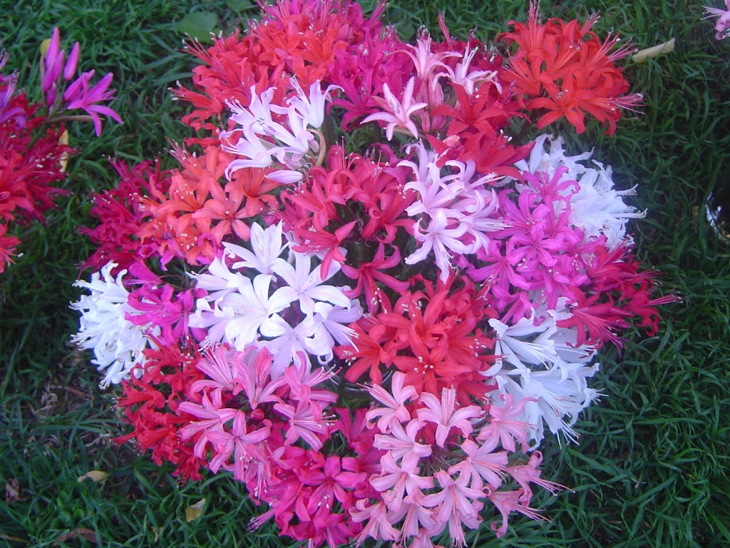 Shady Hollow Flowers & Bulbs |  | 61 Wiseman Rd, Silvan VIC 3795, Australia | 0490515423 OR +61 490 515 423