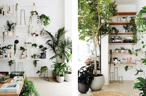 IVY MUSE Botanical Emporium | home goods store | 1250 High St, Armadale VIC 3143, Australia | 0399390228 OR +61 3 9939 0228