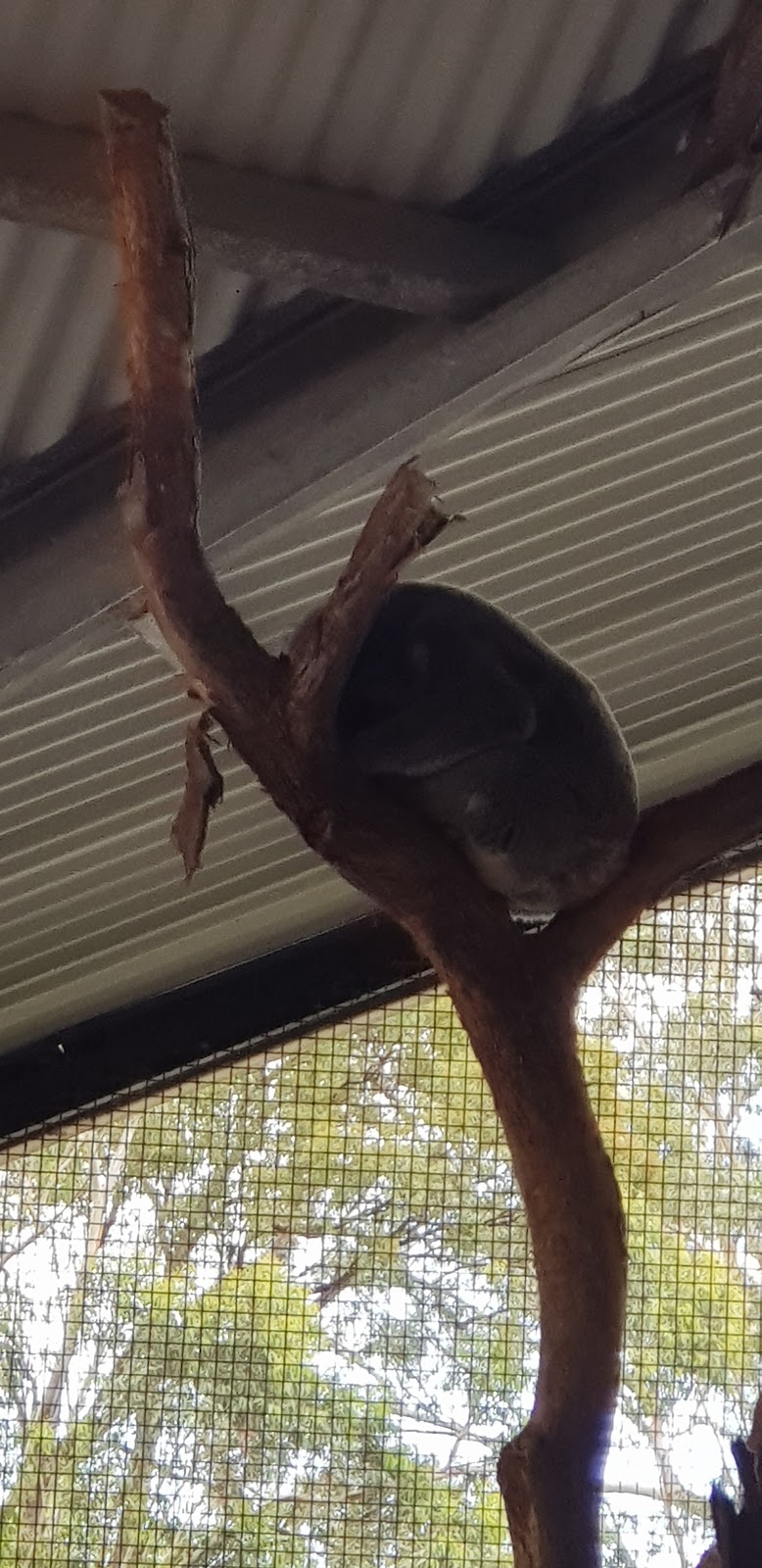 Jean Shaw Koala Reserve | park | Myall St, Hawks Nest NSW 2324, Australia | 0249970878 OR +61 2 4997 0878