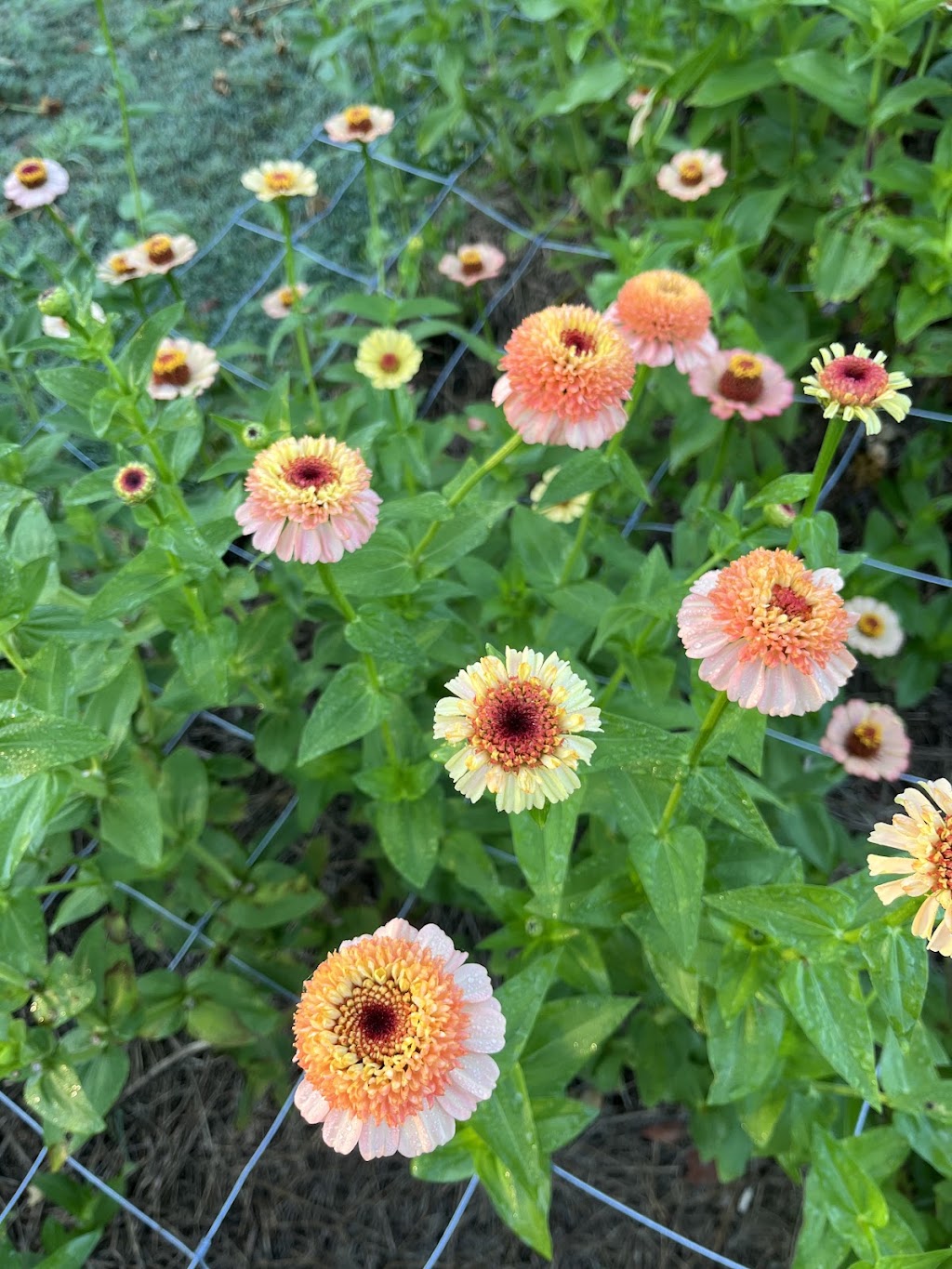 Blooms on View Flower Farm | 2299 Mount Mee Rd, Ocean View QLD 4521, Australia | Phone: 0434 828 825