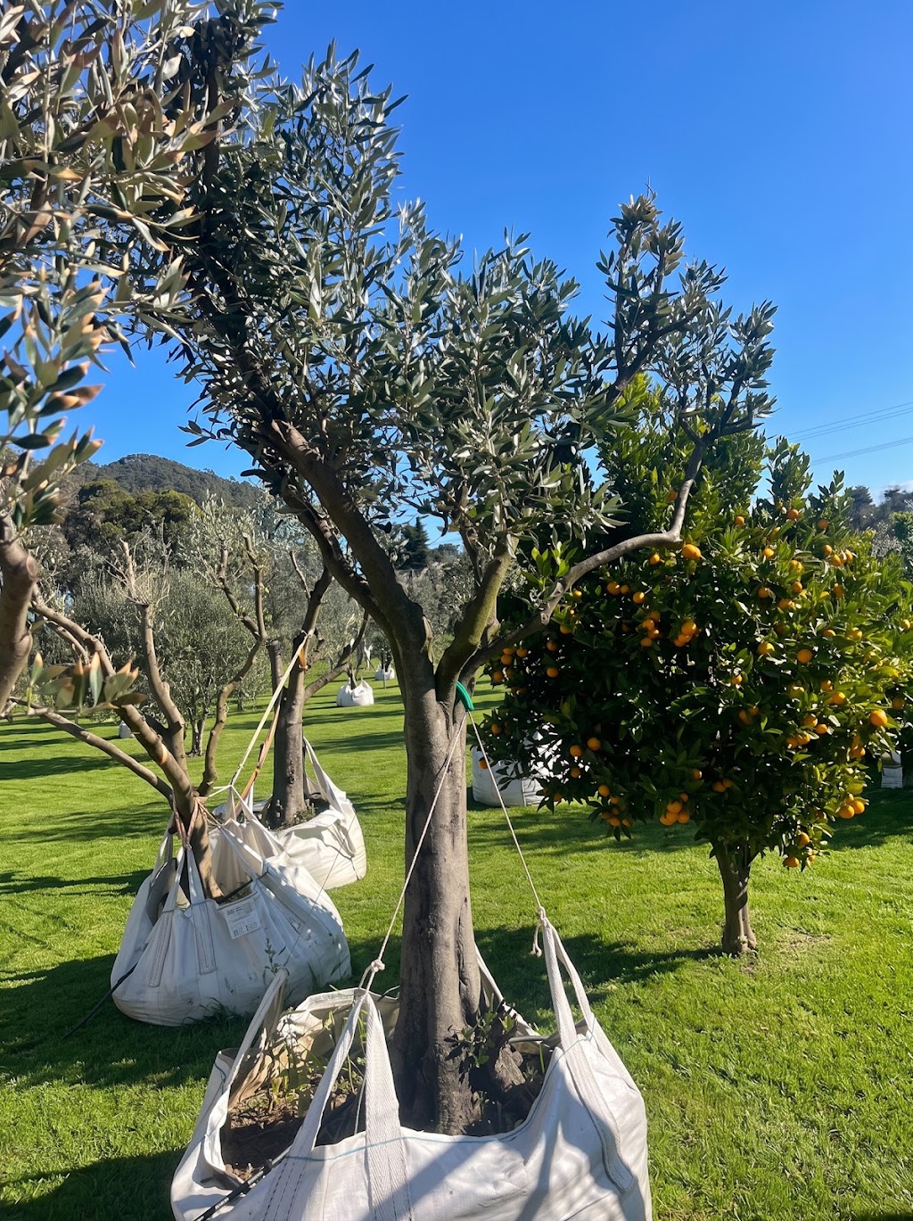 Pip and Olive - Olive Grove | 38 Cross Rd, Devon Meadows VIC 3977, Australia | Phone: 0419 560 971
