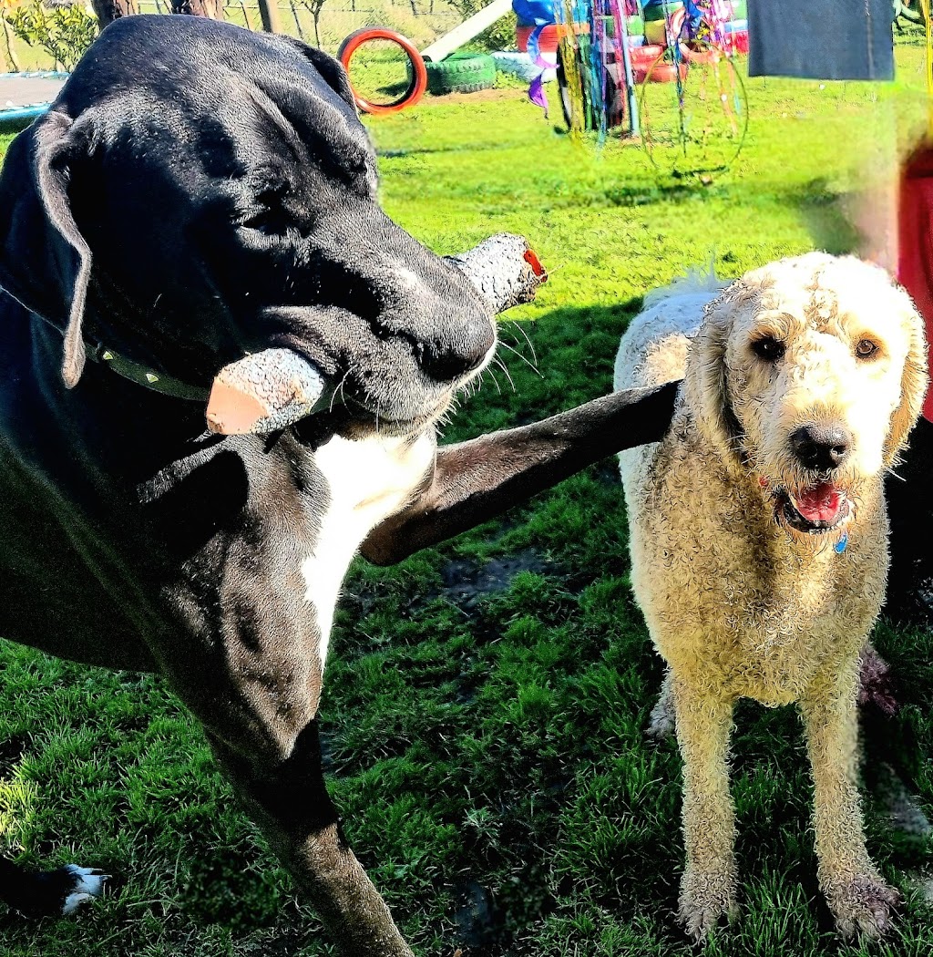 Castlemaine Doggy Daycare | 53 Faradale Dr, Faraday VIC 3451, Australia | Phone: 0436 326 274