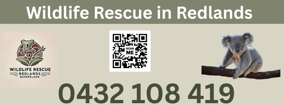 Wildlife Rescue in Redlands Queensland and Surrounds | Fairview St, Victoria Point QLD 4165, Australia | Phone: 0432 108 419