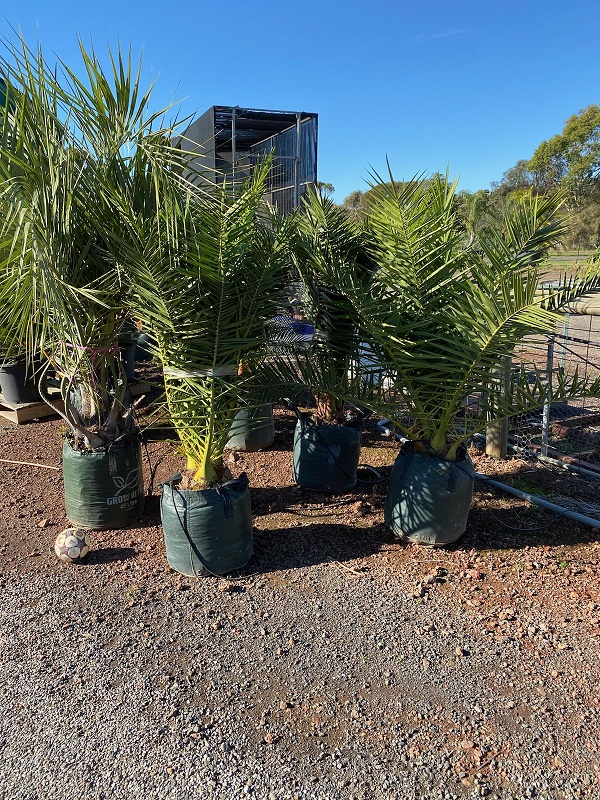 Palm World Nursery | 295 Hume Fwy, Beveridge VIC 3753, Australia | Phone: (03) 9745 2601