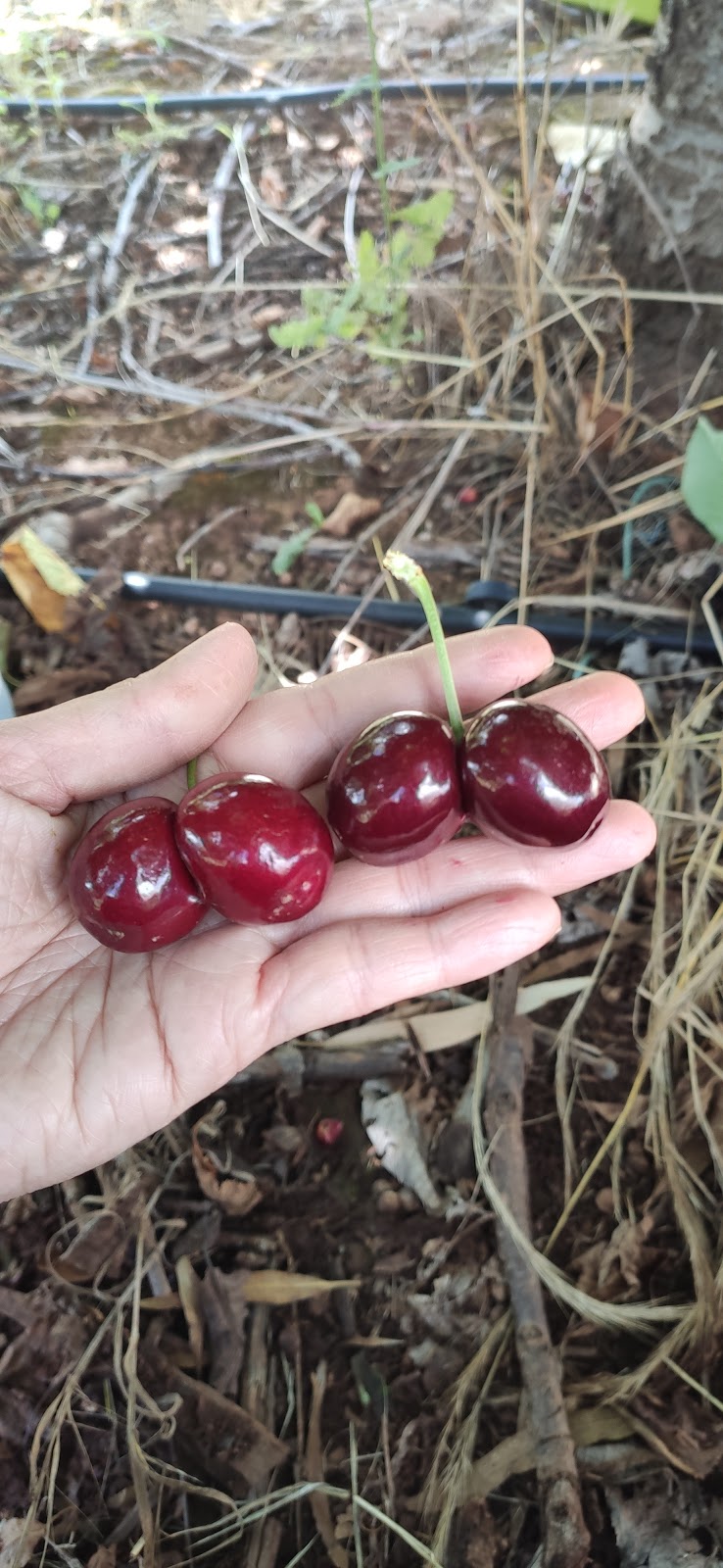 Malabah Cherry Farm Wombat | 190 Bibaringa Rd, Wombat NSW 2587, Australia | Phone: 0427 825 868