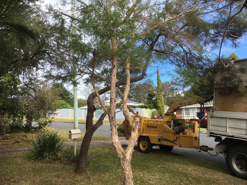 Sunshine Coast Tree Works | 991 Eumundi Noosa Rd, Doonan QLD 4562, Australia | Phone: 0431 586 371