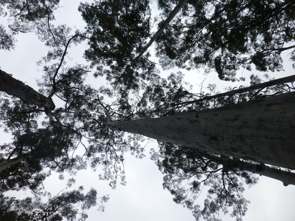 Big Tree Grove | park | Shannon WA 6262, Australia