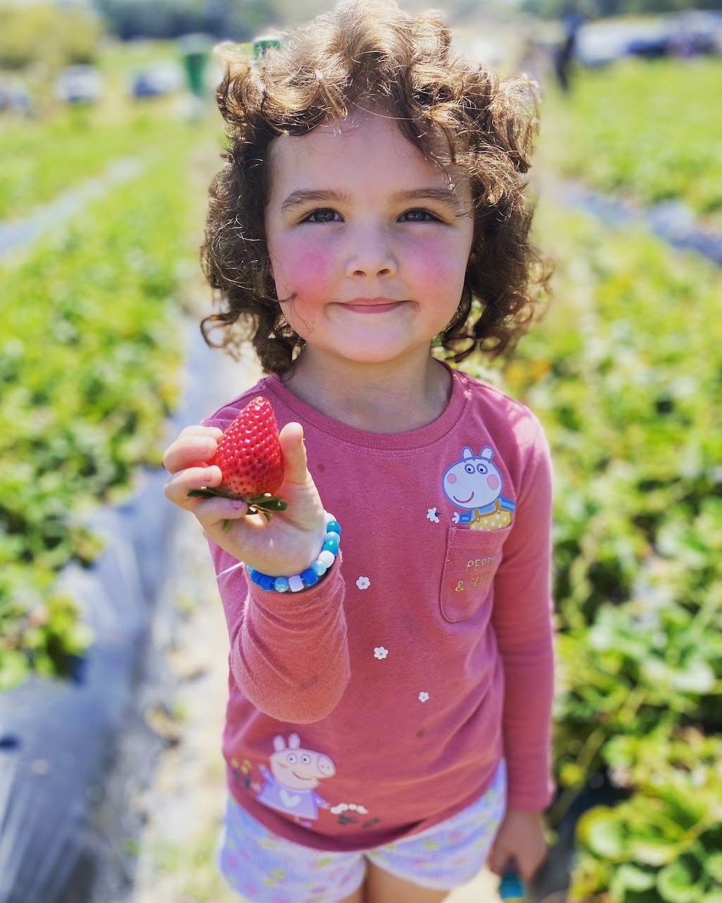 Berry and Blossom Fruit Co | 535 Bells Creek Rd, Bells Creek QLD 4551, Australia | Phone: 0403 467 553