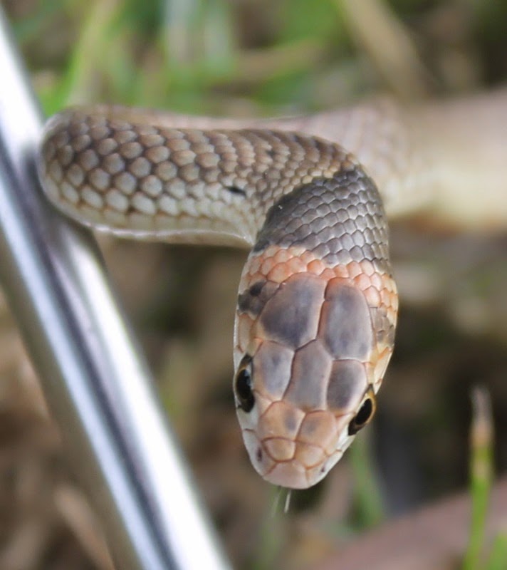 SnakeOut Snake Catchers Brisbane | 14 Ranger St, Kenmore QLD 4069, Australia | Phone: 0456 880 903