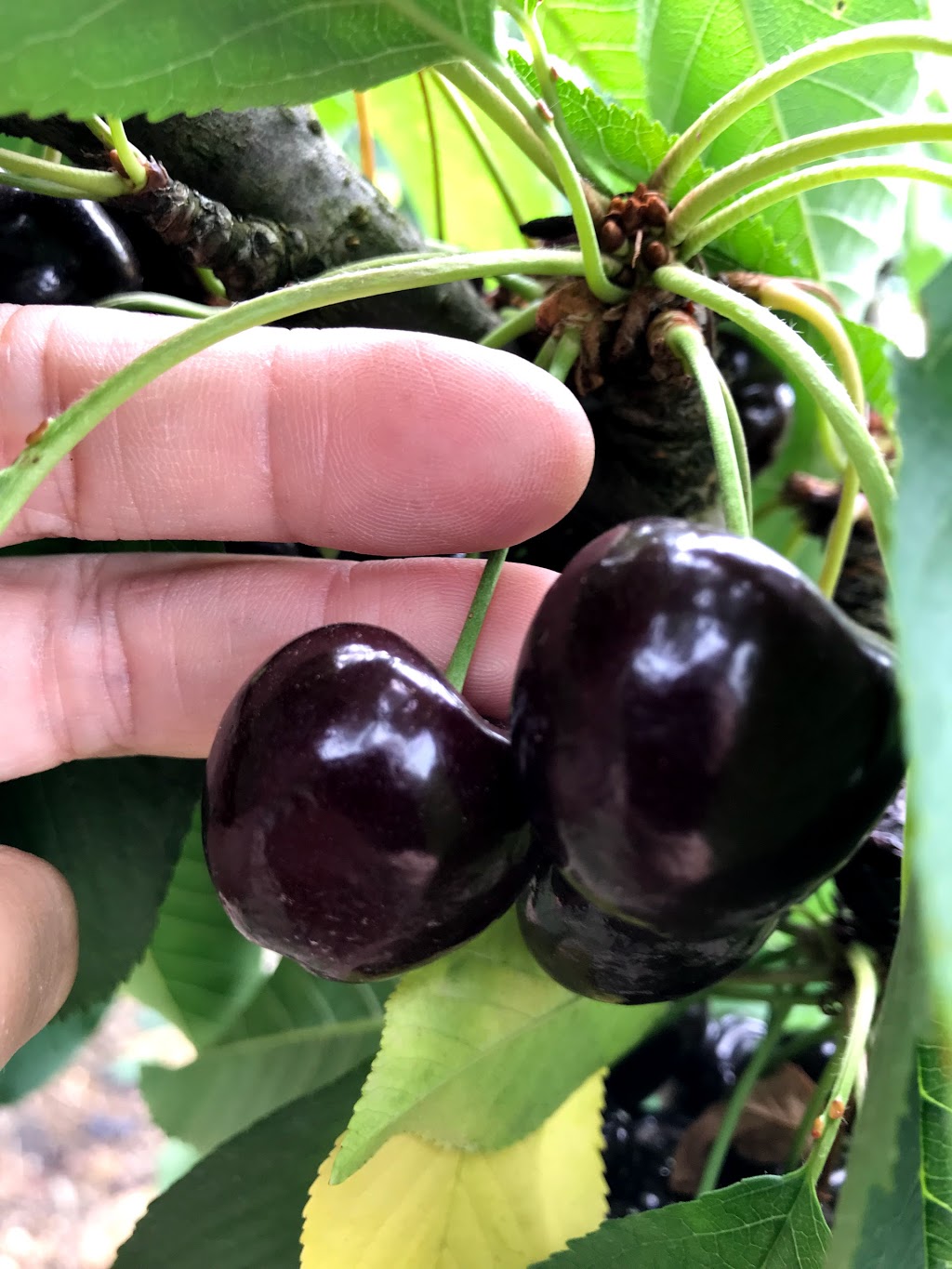 Charleston Cherries, pick your own. | 308 Mount Torrens Rd, Charleston SA 5244, Australia | Phone: 0417 829 283