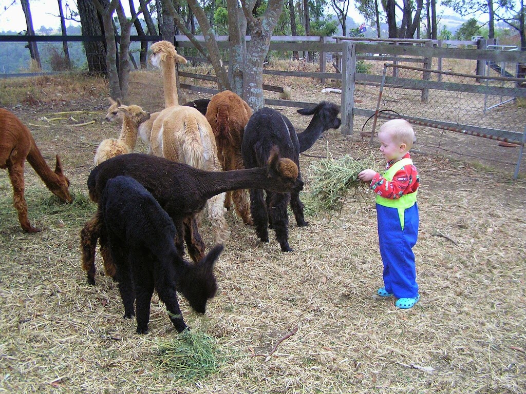 ADORE Alpacas | food | 359 Sandy Creek Rd, Mount Vincent NSW 2323, Australia | 0439475493 OR +61 439 475 493