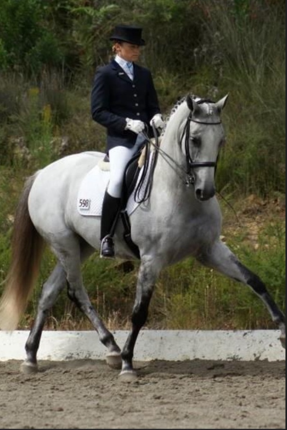 Wish Horses | 439 E Kurrajong Rd, East Kurrajong NSW 2758, Australia | Phone: 0459 547 143