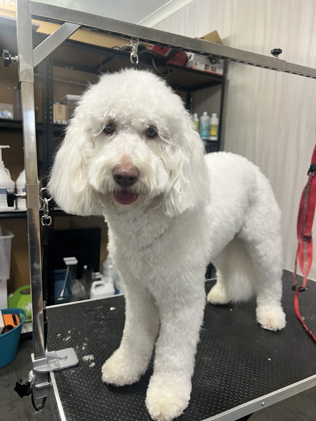 McKinnons Dogwash & Grooming | 32 Hoddle St, Robertson NSW 2577, Australia | Phone: 0434 892 844