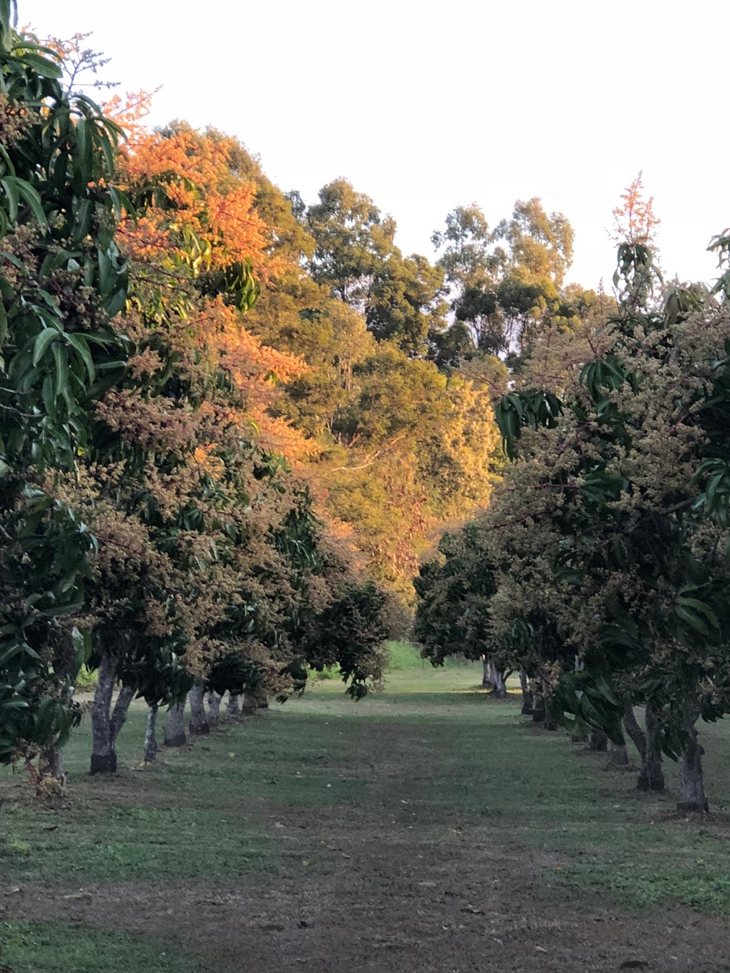 Papa Organics (Farm) | 3762 Kennedy Hwy, Mareeba QLD 4880, Australia | Phone: (07) 4093 3110