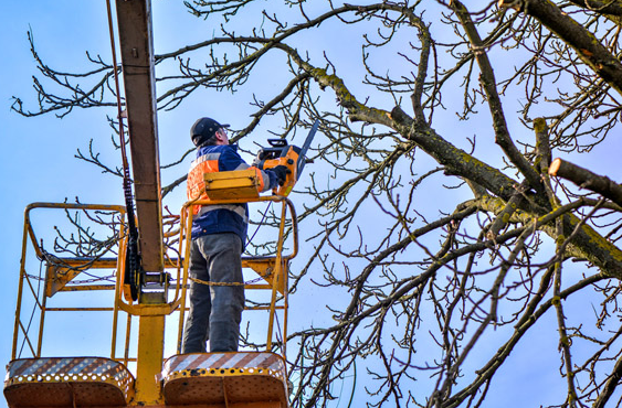 Summerland Tree Services | 5 Bangalow Rd, Ballina NSW 2478, Australia | Phone: 0417 698 227