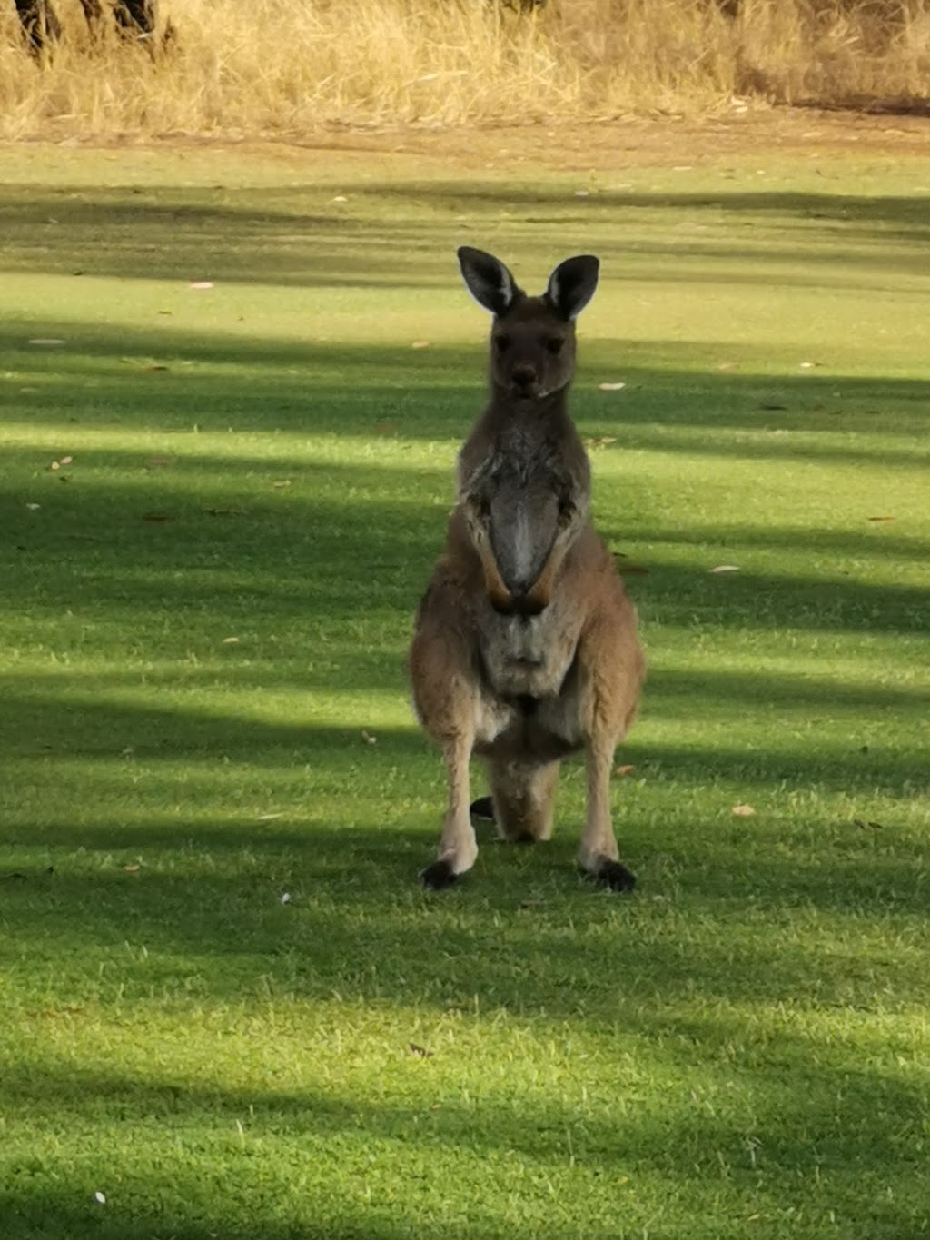 Tanunda Pines Golf Club | Pioneer Ave, Rowland Flat SA 5352, Australia | Phone: (08) 8563 1200