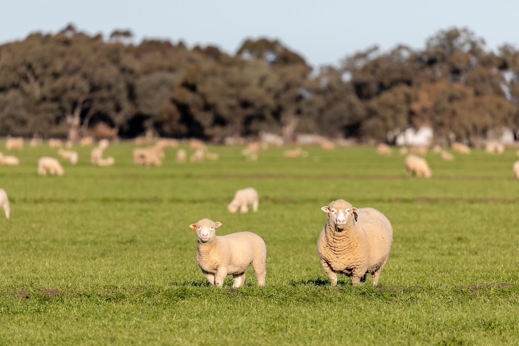 Wunnamurra Poll Dorsets | food | 2797 Berrigan Rd, Jerilderie NSW 2716, Australia | 0429660584 OR +61 429 660 584