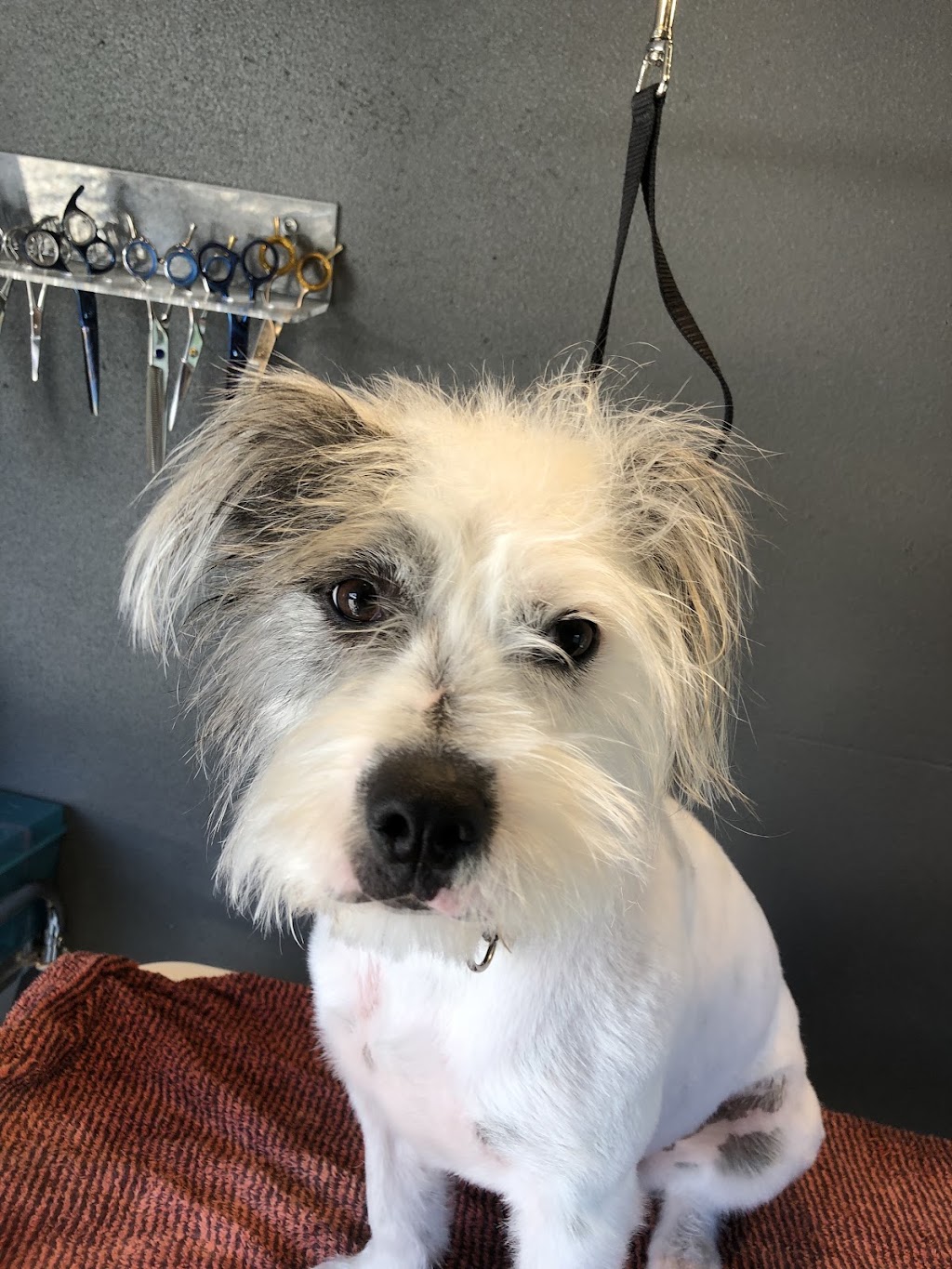 Paws and Claws Squeaking Point | 97 Shannon Dr, Port Sorell TAS 7307, Australia | Phone: 0409 920 867