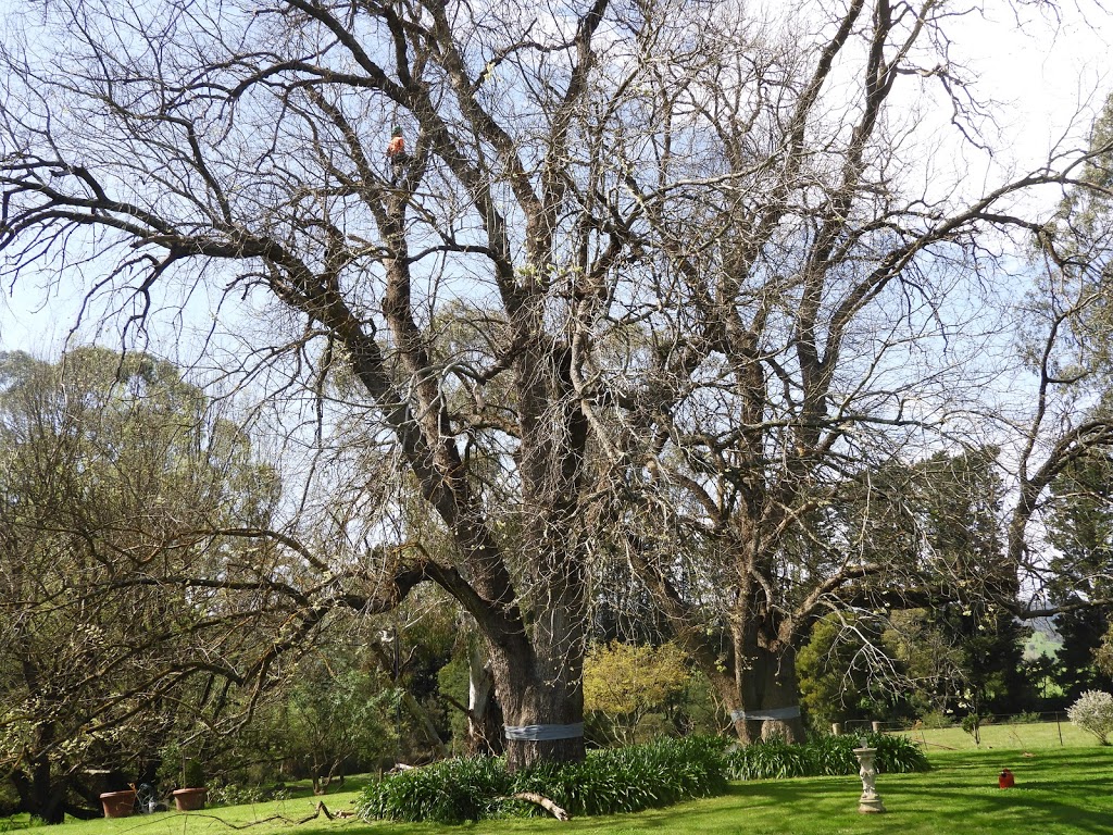 Bass Coast Tree Care | 143-153 Shetland Heights Rd, San Remo VIC 3925, Australia | Phone: 0434 872 394