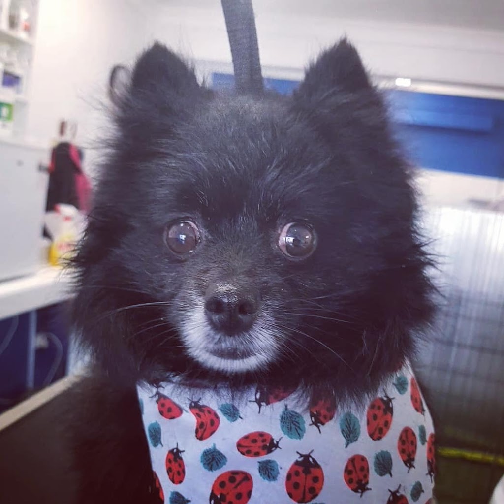 Yass Dog Grooming | 24 Yeo Cres, Yass NSW 2582, Australia | Phone: 0438 067 697