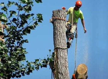 Sunshine Coast Tree Lopping Coolum |  | 292 Arcoona Rd, Yandina Creek QLD 4561, Australia | 0756463614 OR +61 7 5646 3614