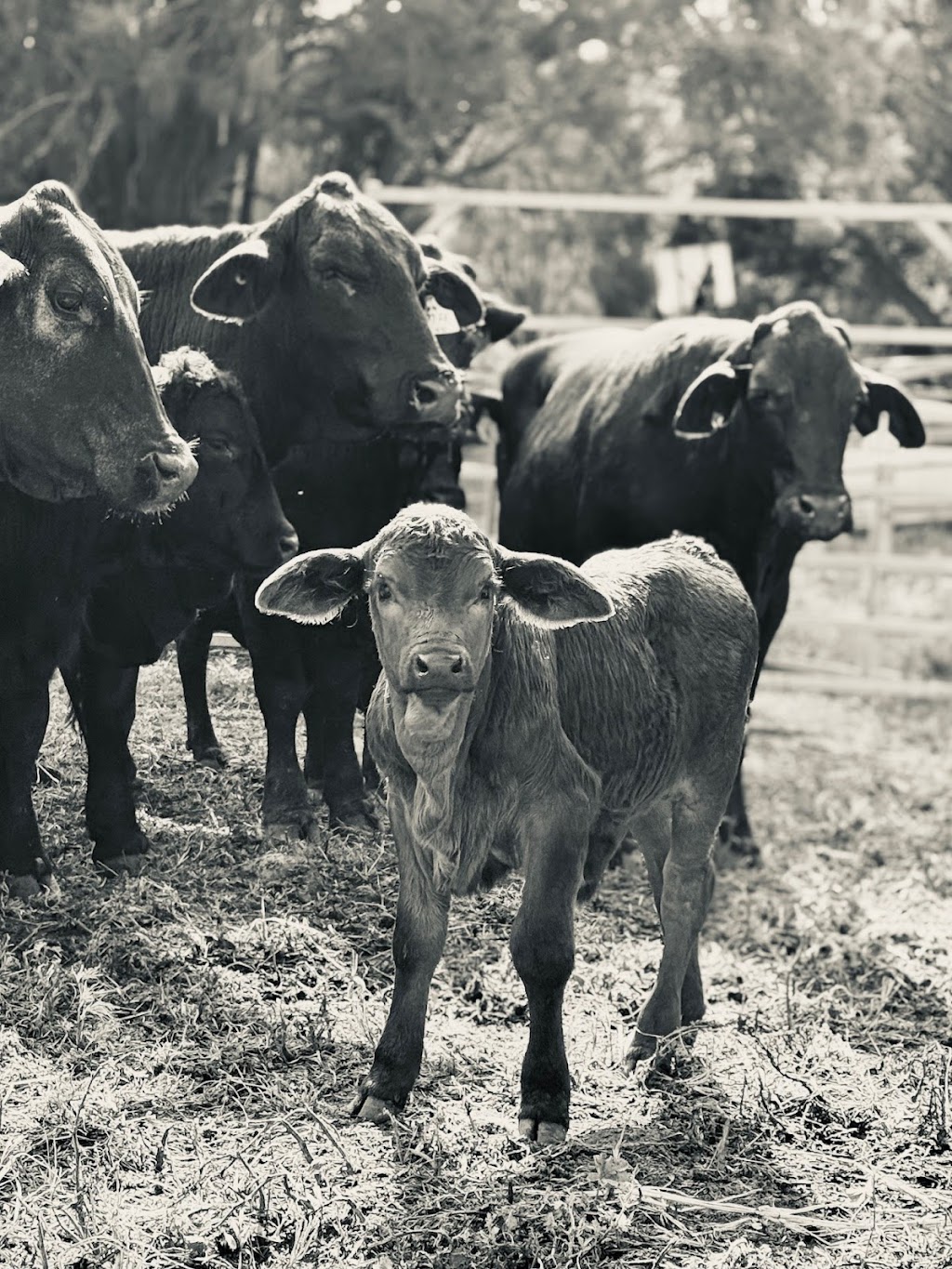 Greenhollow Brangus | Koplick Rd, Running Creek QLD 4287, Australia | Phone: 0403 054 845