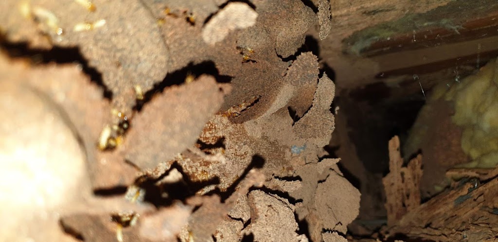 Detecta-Pest & Termite - Grafton | 150 Cambridge St, South Grafton NSW 2460, Australia | Phone: 0473 197 265