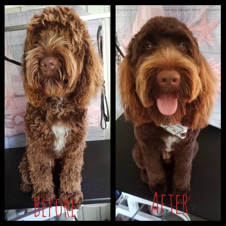 The Salty Dog Clipping and Grooming |  | 90 Handley Dr, Boyne Island QLD 4680, Australia | 0422515967 OR +61 422 515 967