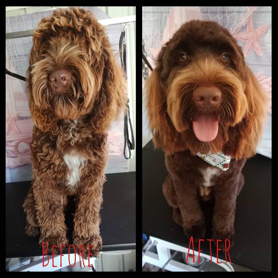 The Salty Dog Clipping and Grooming | 90 Handley Dr, Boyne Island QLD 4680, Australia | Phone: 0422 515 967