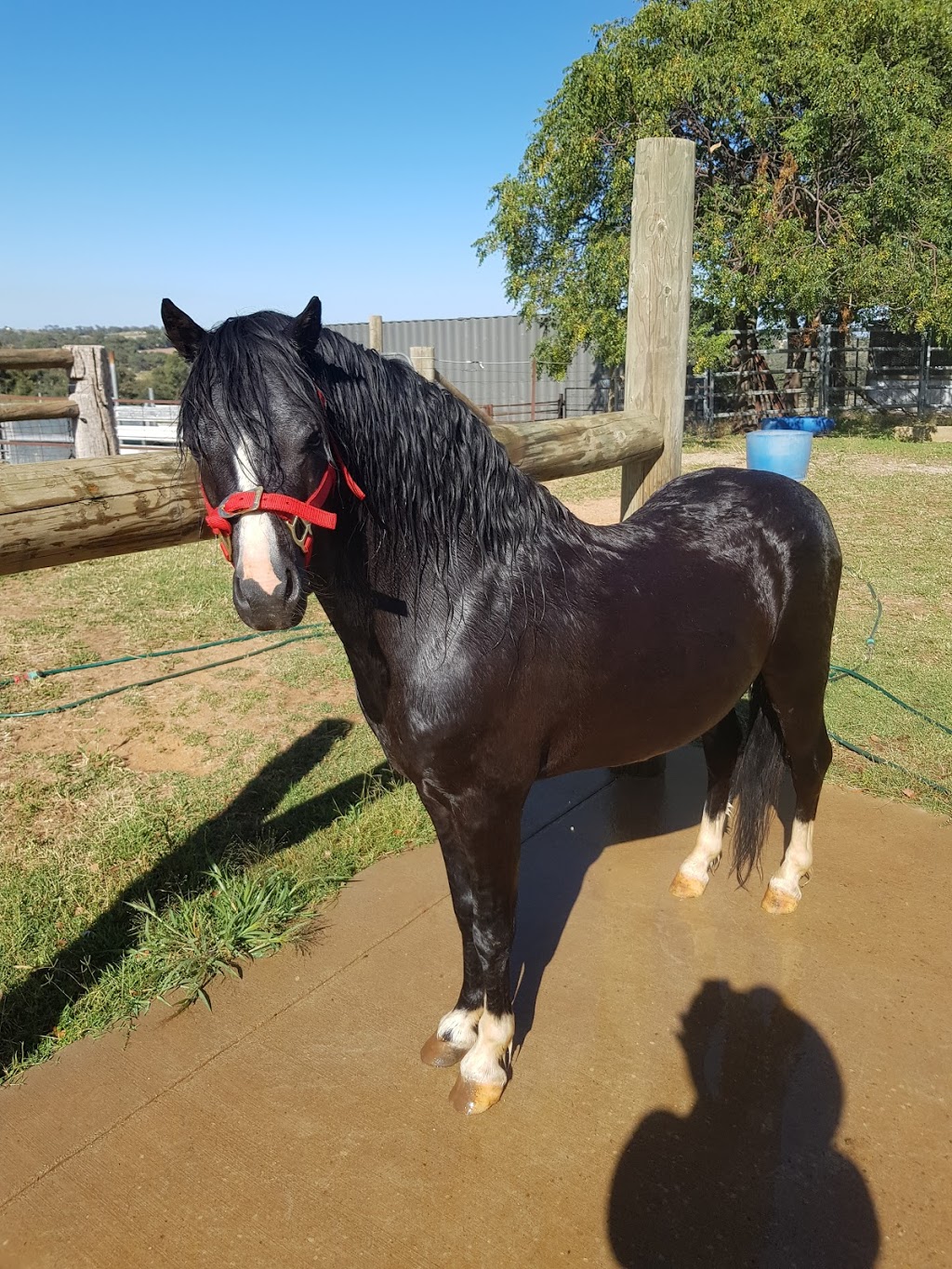 Buy and sell Training and breaking horse service | 49 Cherry Vale Pl, Young NSW 2594, Australia | Phone: 0458 275 879