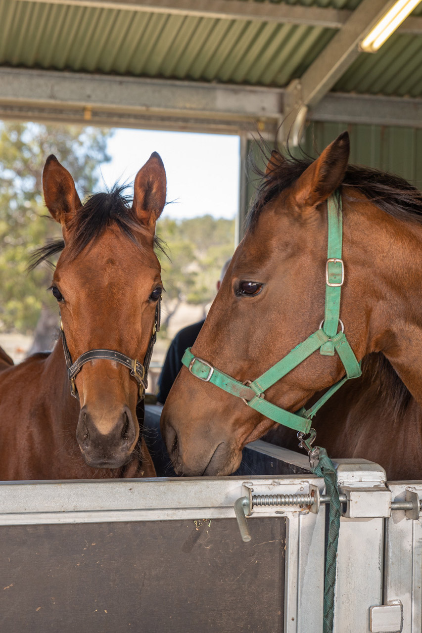 Equus Veterinary Services | 78 Fullwoods Rd, Mount Pleasant SA 5235, Australia | Phone: 0437 877 004