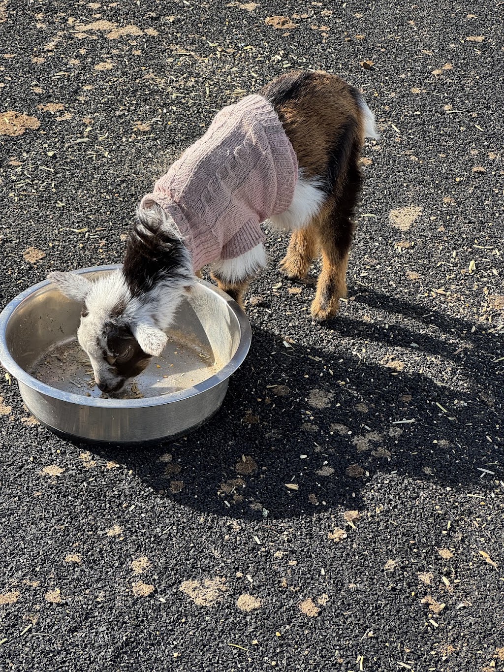 Little Sherwood Drouin Petting Zoo & Cottages | 315 Fisher Rd, Drouin West VIC 3818, Australia | Phone: 0411 498 990