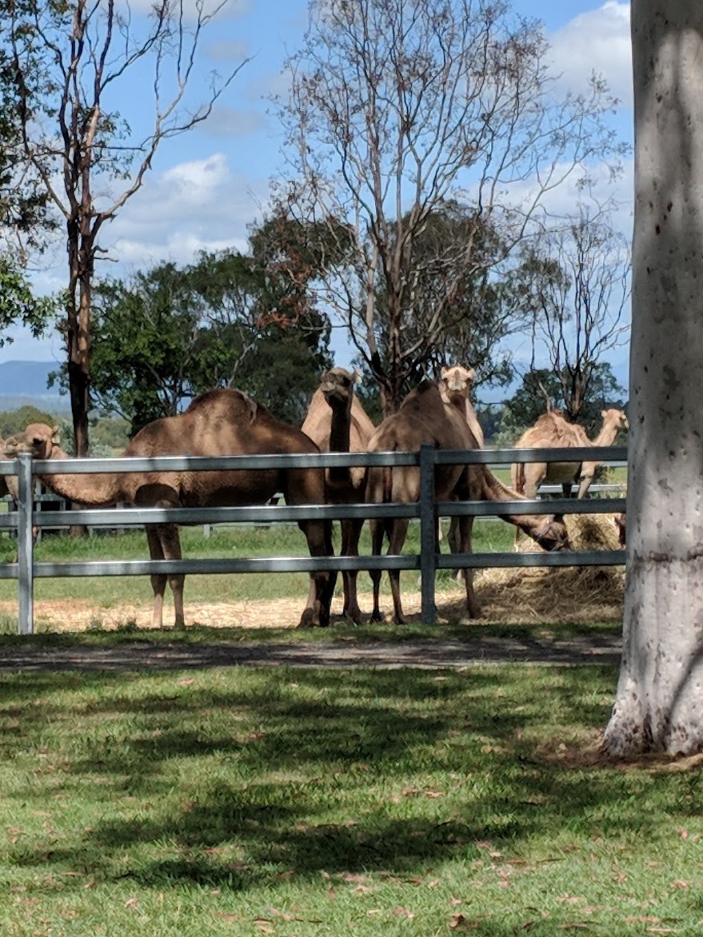 Summer Land Camels | cafe | 8 Charles Chauvel Dr, Harrisville QLD 4307, Australia | 0754671706 OR +61 7 5467 1706