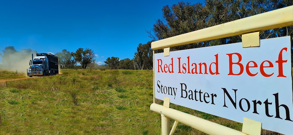 STONY BATTER NORTH Red Island Beef | 1702 Gwydir River Rd, Camerons Creek NSW 2359, Australia | Phone: 0417 733 181