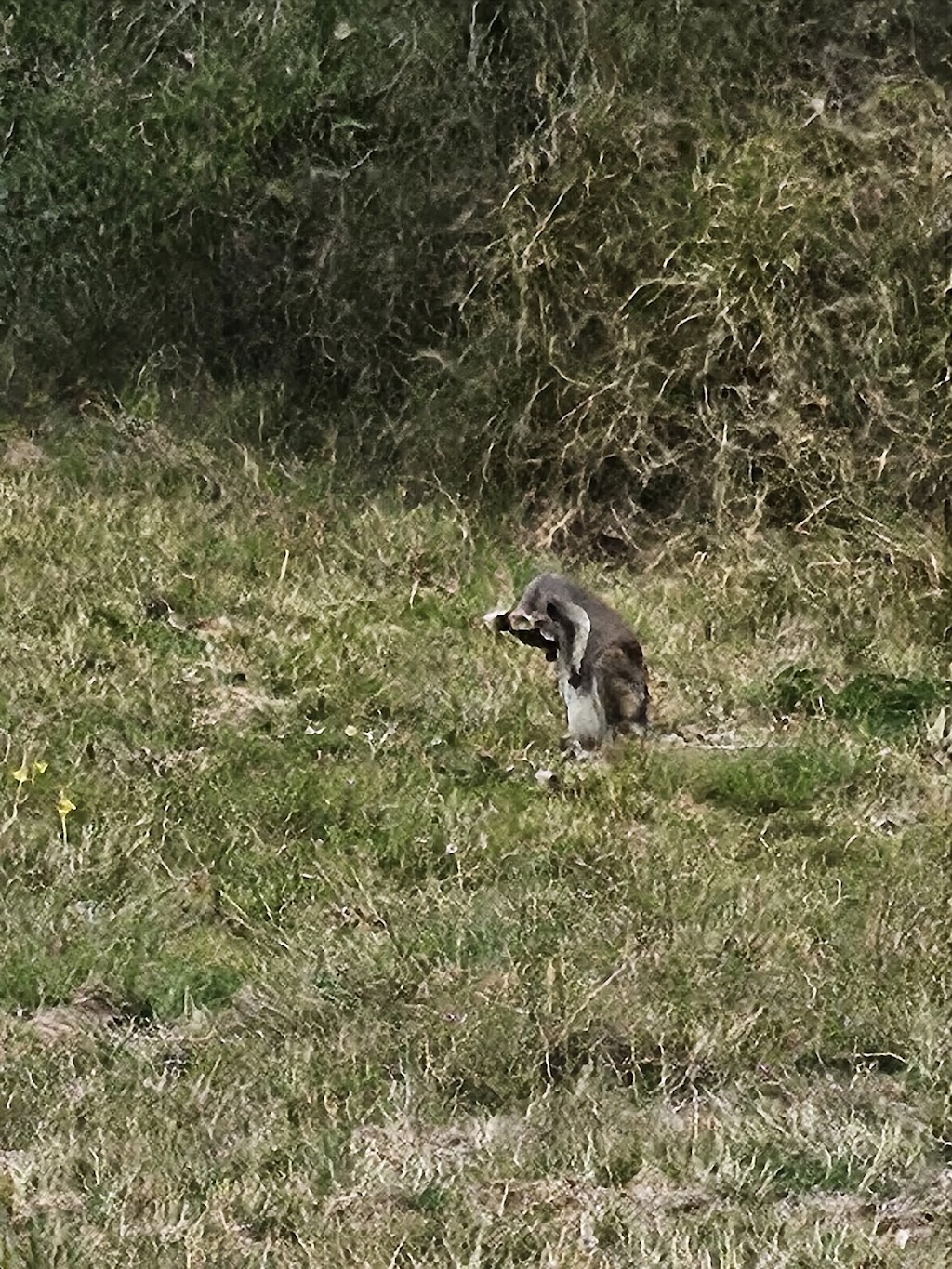 Ivory Rocks Outdoor Amphitheatre | 310 Mount Flinders Rd, Peak Crossing QLD 4306, Australia | Phone: (07) 3077 9668