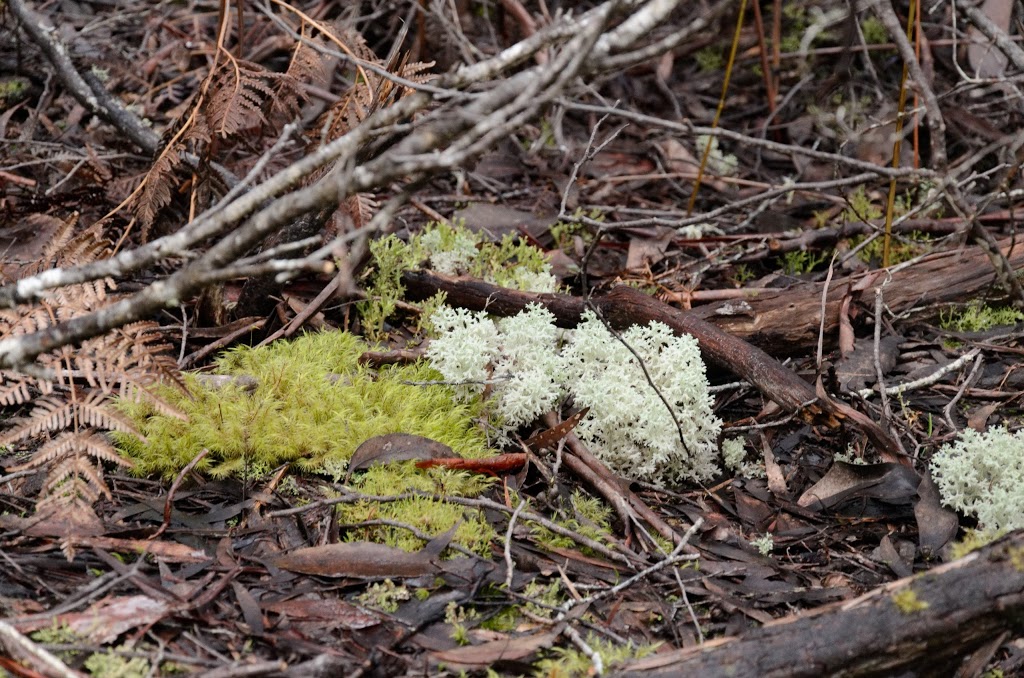 Tahune Forest Reserve | Southwest TAS 7139, Australia