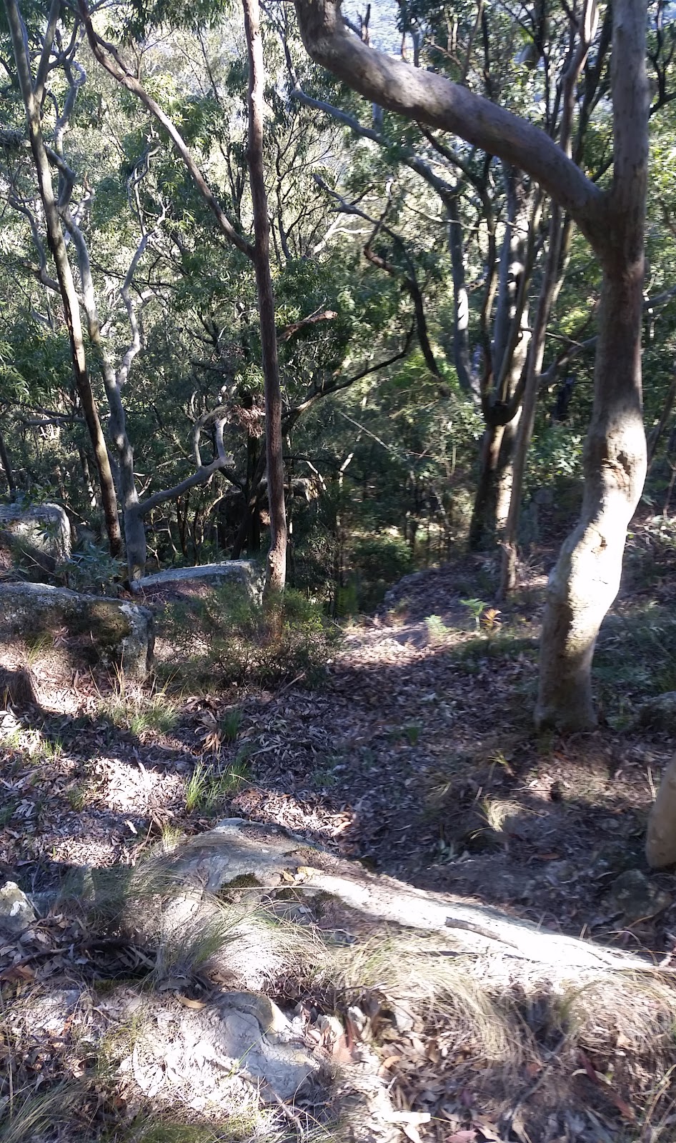 Heaton State Forest | Mount Vincent NSW 2323, Australia | Phone: 1300 655 687