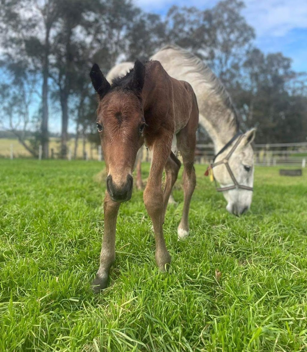 Cavallo Park Stud | 1001 Kurmond Rd, North Richmond NSW 2754, Australia | Phone: 0427 614 819