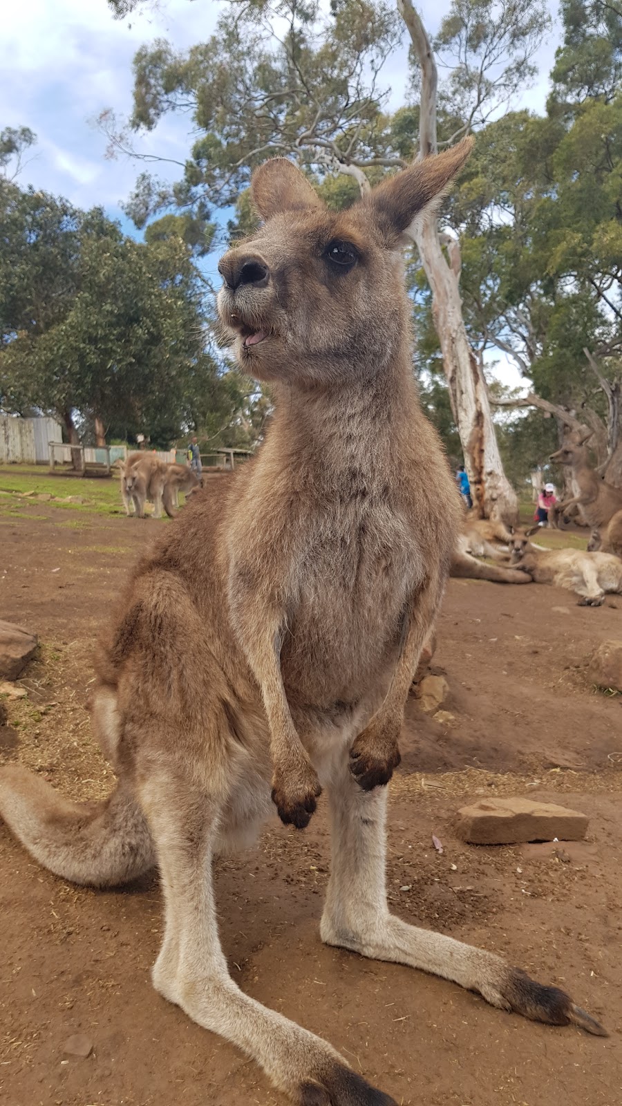 Bonorong Wildlife Sanctuary | zoo | 593 Briggs Rd, Brighton TAS 7030, Australia | 0362681184 OR +61 3 6268 1184