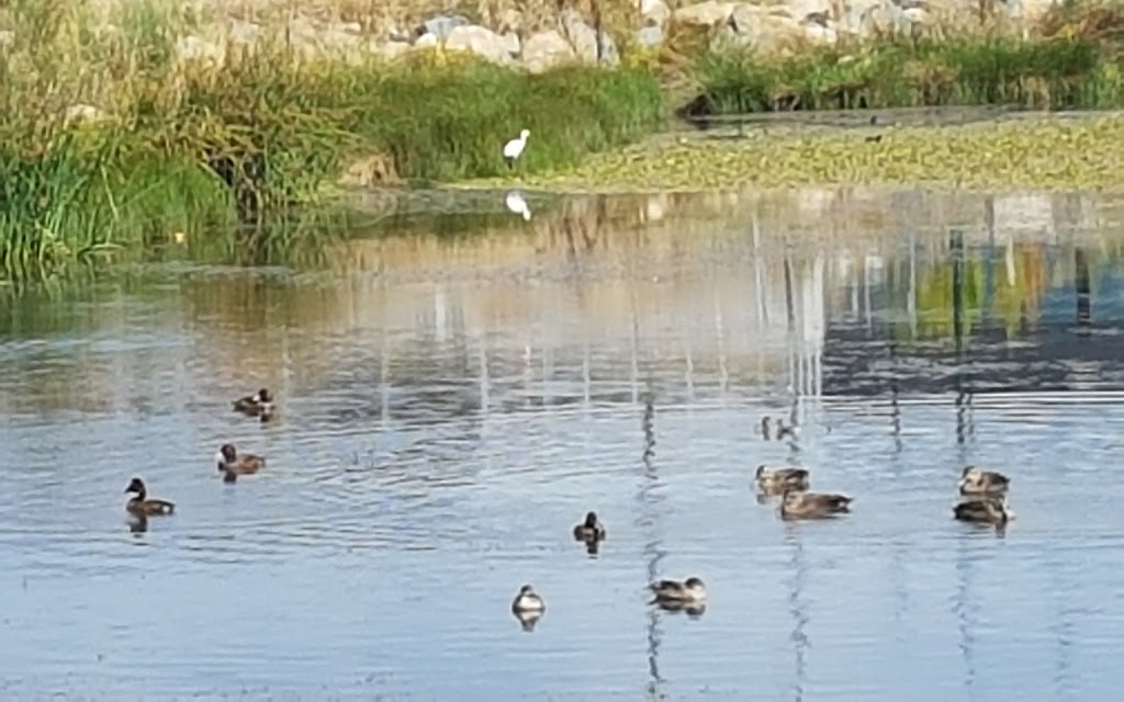 Casey Pond | Casey ACT 2913, Australia