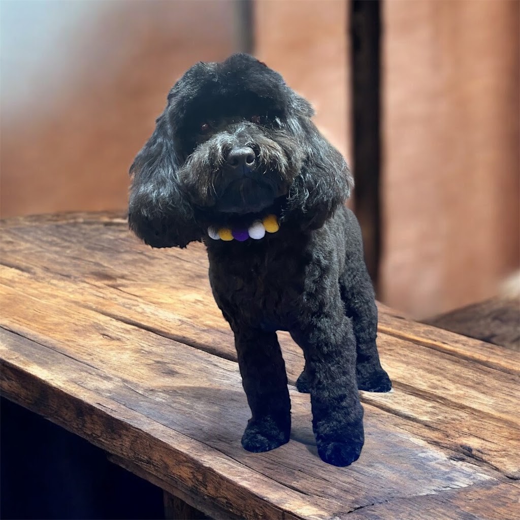 LUSCIOUS PAWS Dog Grooming | 62 Manna Gum Dr, Pakenham VIC 3810, Australia | Phone: 0449 595 252