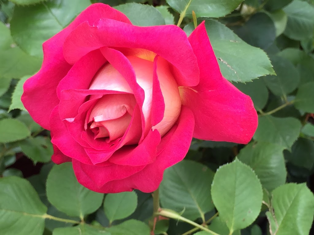 The Rose Company | florist | ., Ward Belt SA 5118, Australia | 0885221740 OR +61 8 8522 1740