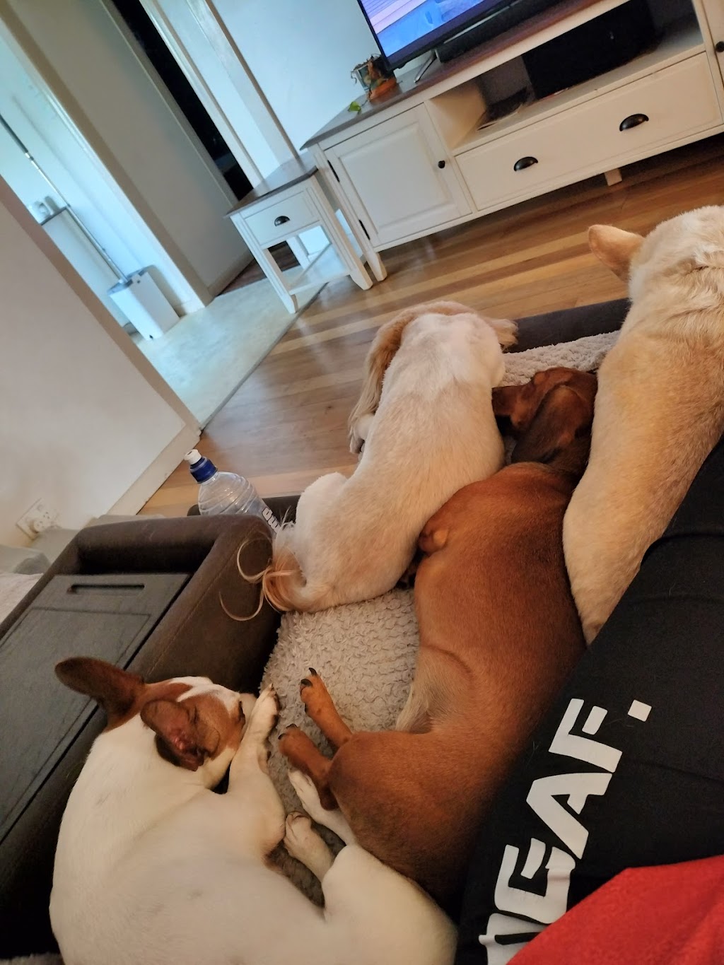 Little dog sitting Home away from home | Woogaroo St, Goodna QLD 4300, Australia | Phone: 0428 992 240